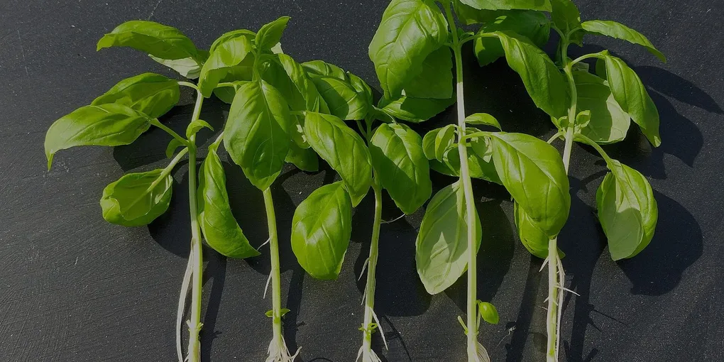 Esquejes de albahaca con raíces nuevas