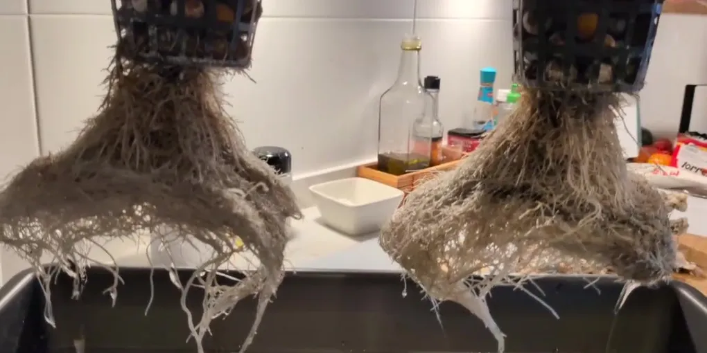 Raíces blancas y largas de dos albahacas hidropónicas tras dos meses de cultivo