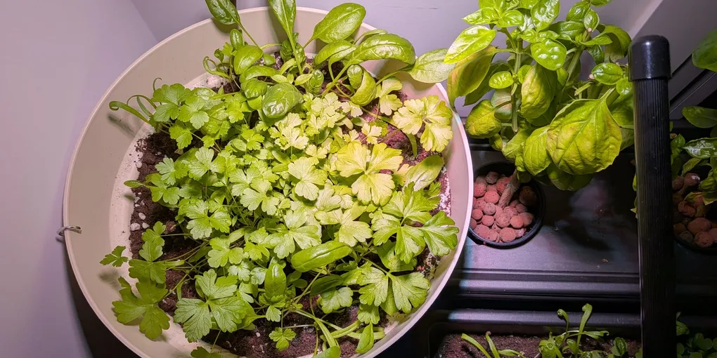 La olla vieja con perejil y espinaca de invierno bajo la luz de cultivo, con esquejes de albahaca al lado